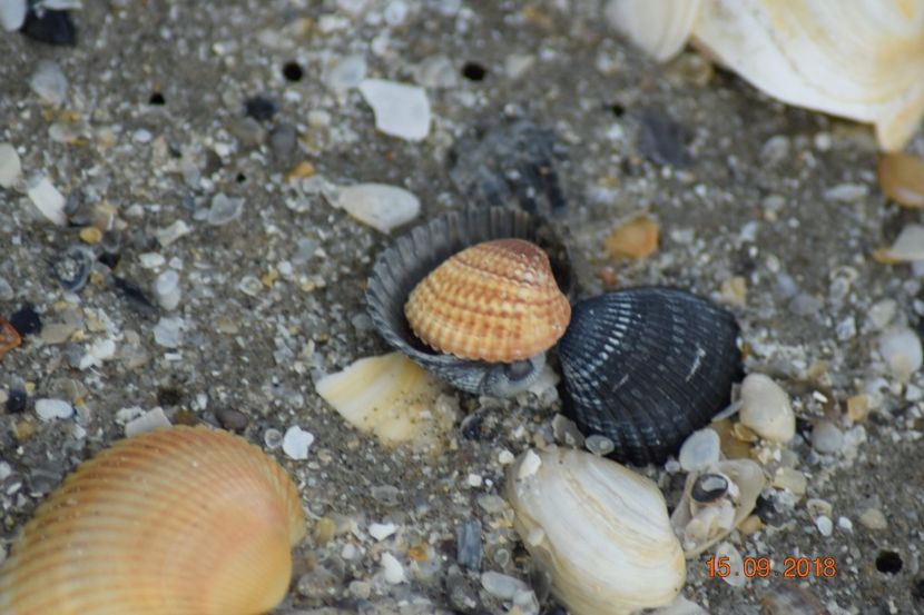  - Plaja salbatica Vadu Constanta