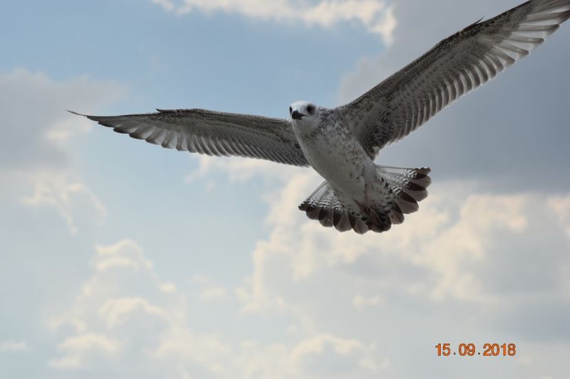  - Plaja salbatica Vadu Constanta