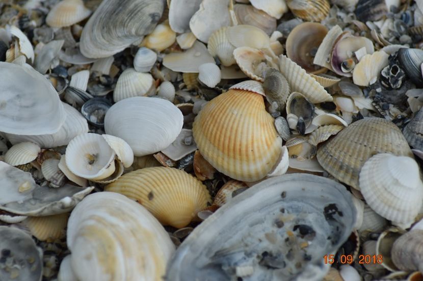  - Plaja salbatica Vadu Constanta