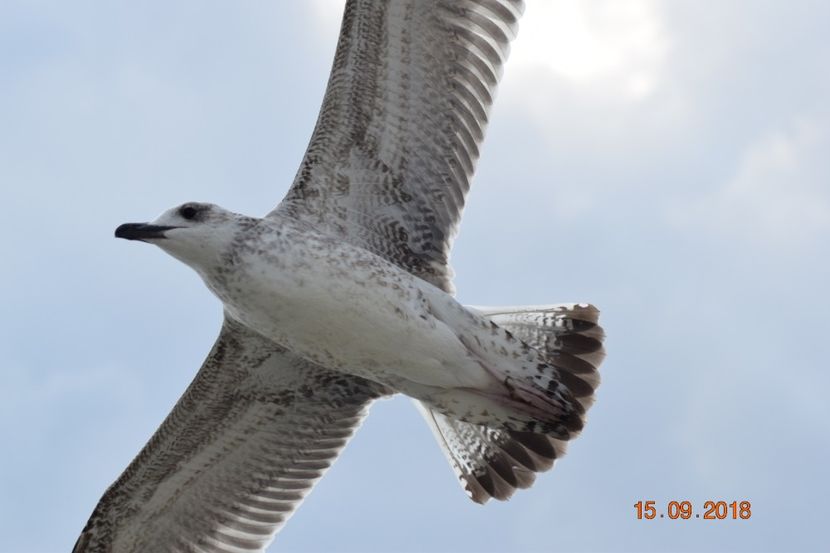  - Plaja salbatica Vadu Constanta