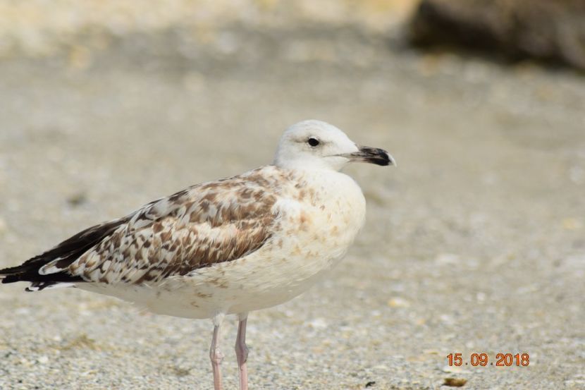  - Plaja salbatica Vadu Constanta