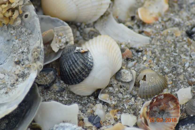  - Plaja salbatica Vadu Constanta