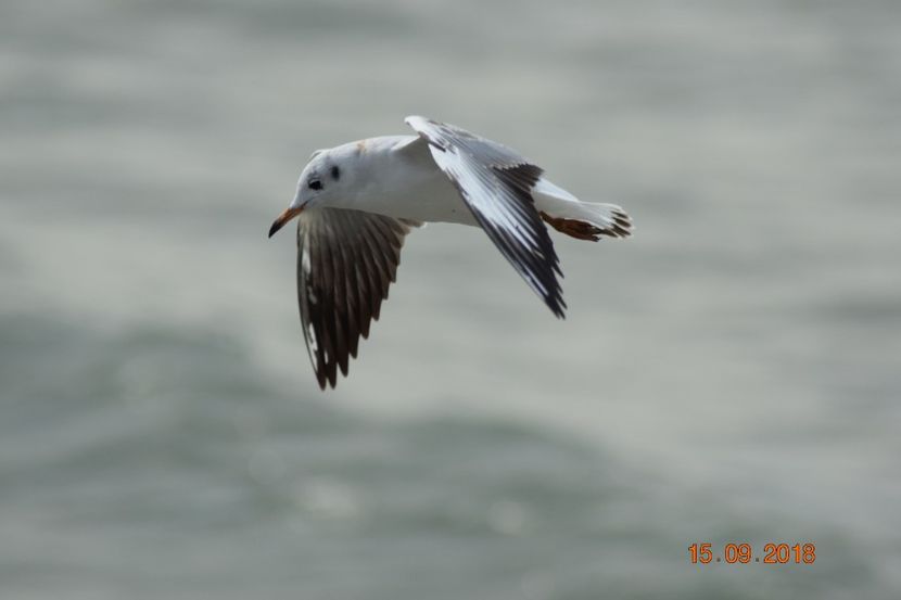  - Plaja salbatica Vadu Constanta