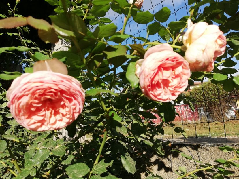  - Abraham Darby
