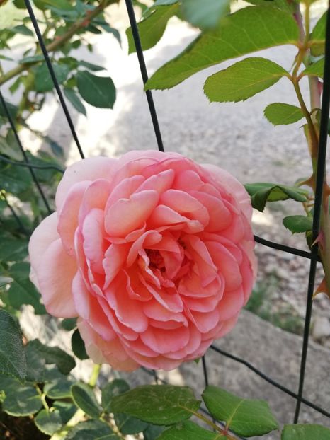  - Abraham Darby