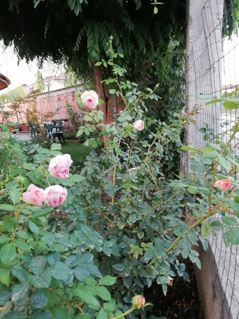  - Abraham Darby