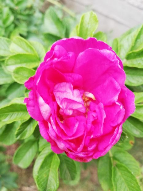  - Rosa rugosa Dark Foxi