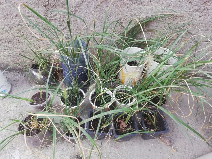 Pennisetum alopecuroidesla - - 00 Plante 2018