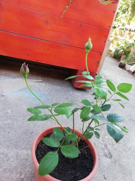 Damme de coeur - 00 Plante 2018