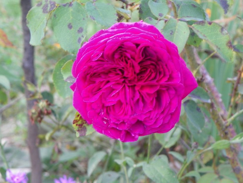 William Shakespeare - Trandafiri 2018 5