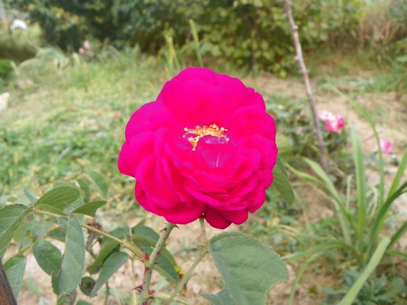 Rose de Rescht - Trandafiri 2018 5