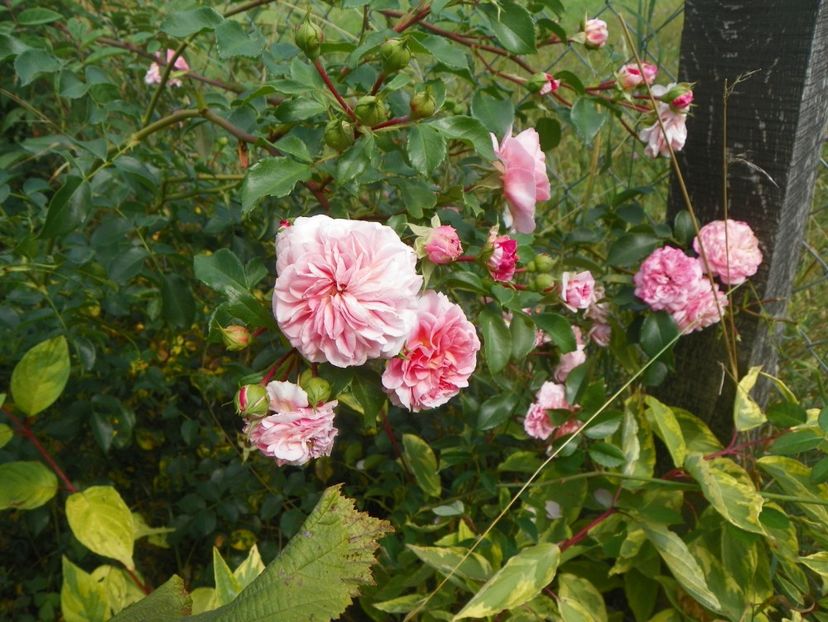 Pirouette - Trandafiri 2018 5