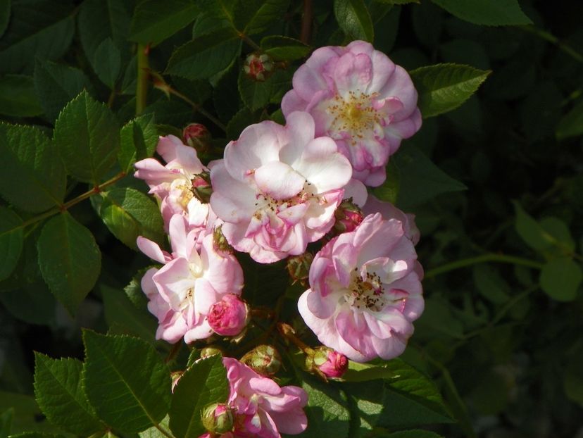 Perennial Blush - Trandafiri 2018 5