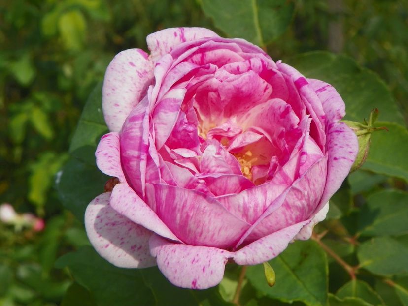 Honorine de Brabant - Trandafiri 2018 5