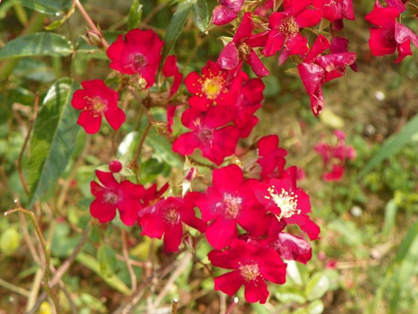 Vif Eclat - Trandafiri 2018 5