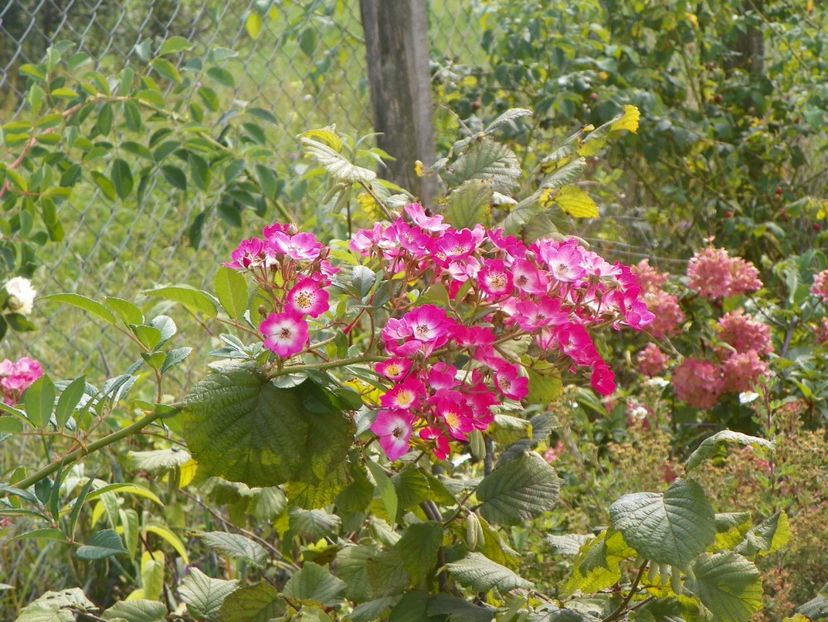 Mozart - Trandafiri 2018 5