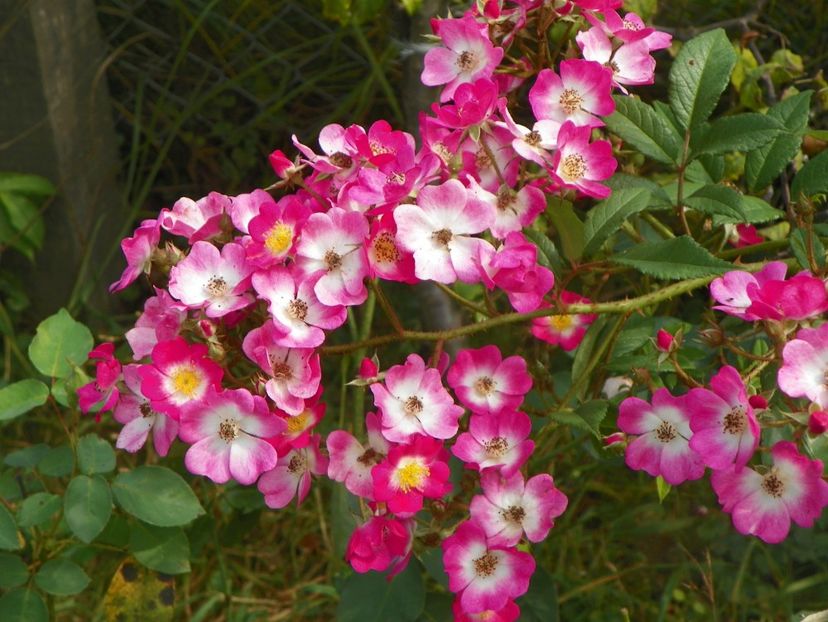 Mozart - Trandafiri 2018 5