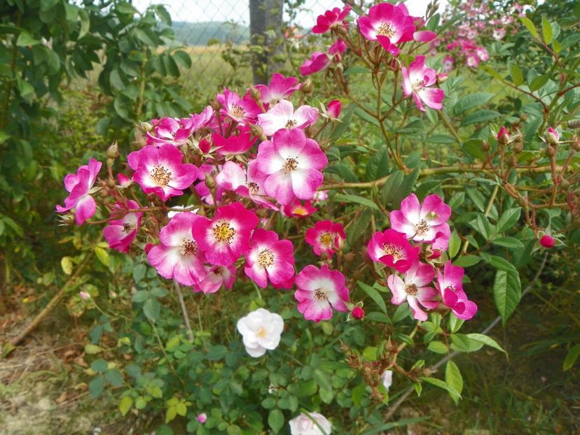 Mozart - Trandafiri 2018 5