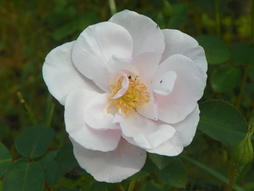 Souvenir de St. Anne - Trandafiri 2018 5