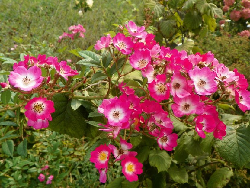 Mozart - Trandafiri 2018 5