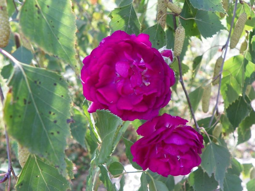 Chewpurplex - Trandafiri 2018 5