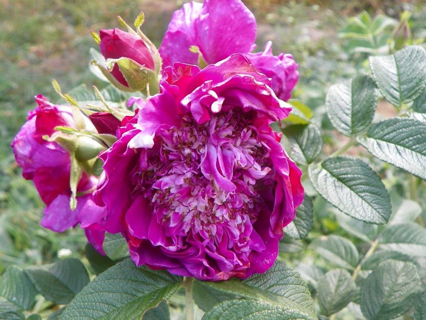 Souvenir de Trelaze - Trandafiri 2018 5