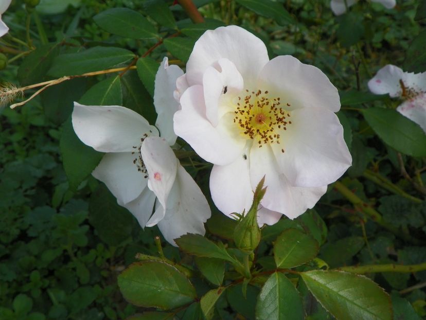 Sally Holmes - Trandafiri 2018 5