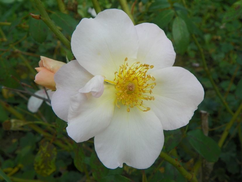 Sally Holmes - Trandafiri 2018 5