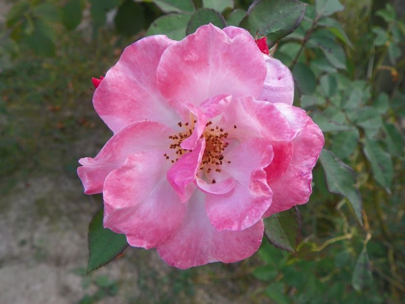 Clair Matin - Trandafiri 2018 5