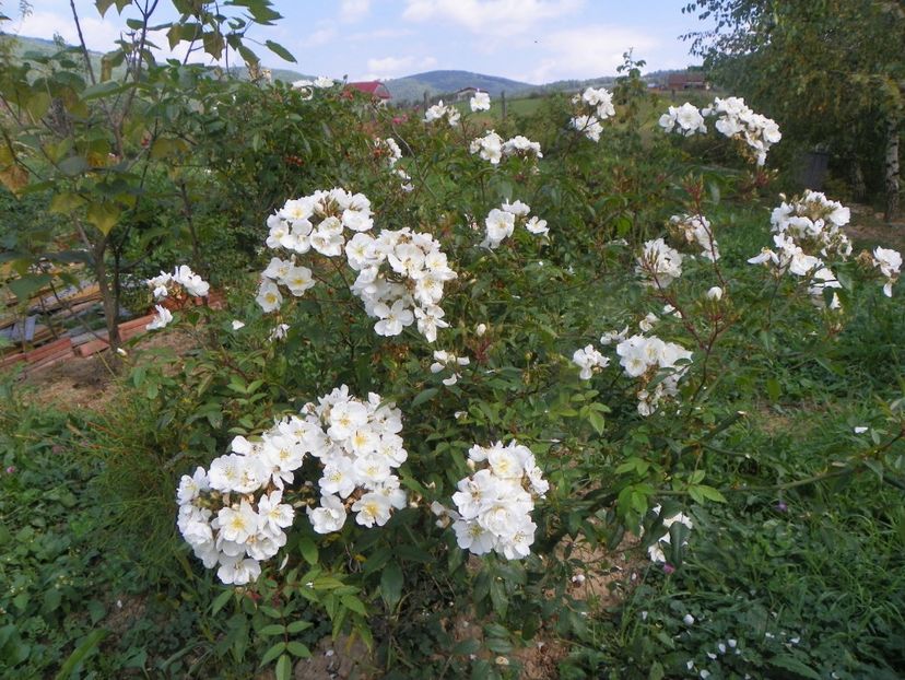 Darlow's Enigma - Trandafiri 2018 5