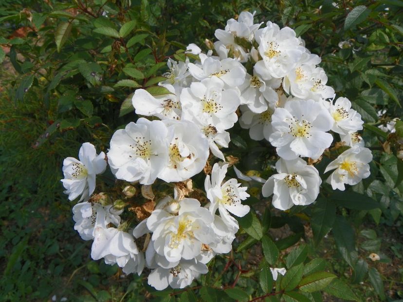 Darlow's Enigma - Trandafiri 2018 5