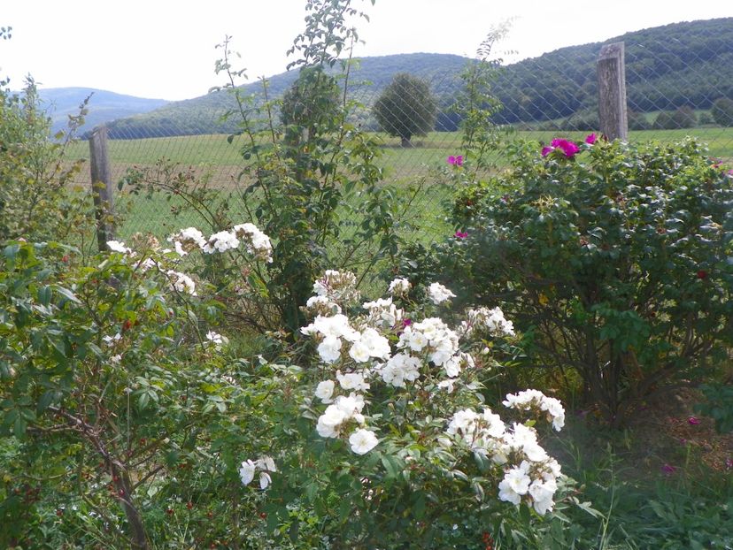 Darlow's Enigma - Trandafiri 2018 5