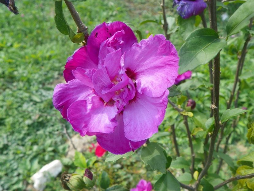 hibiscus syriacus Duc de Brabant - Dobarland 2018 3