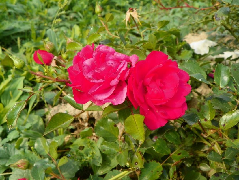 Rody - Trandafiri 2018 5