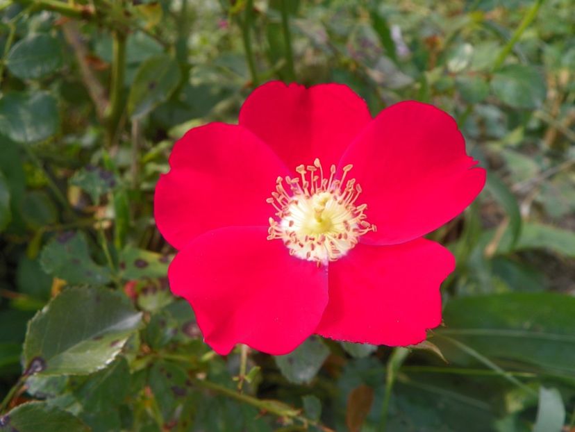 Candia Meillandecor - Trandafiri 2018 5