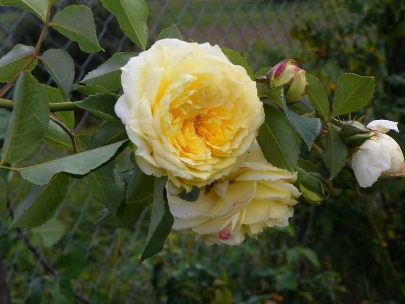 The Pilgrim - Trandafiri 2018 5