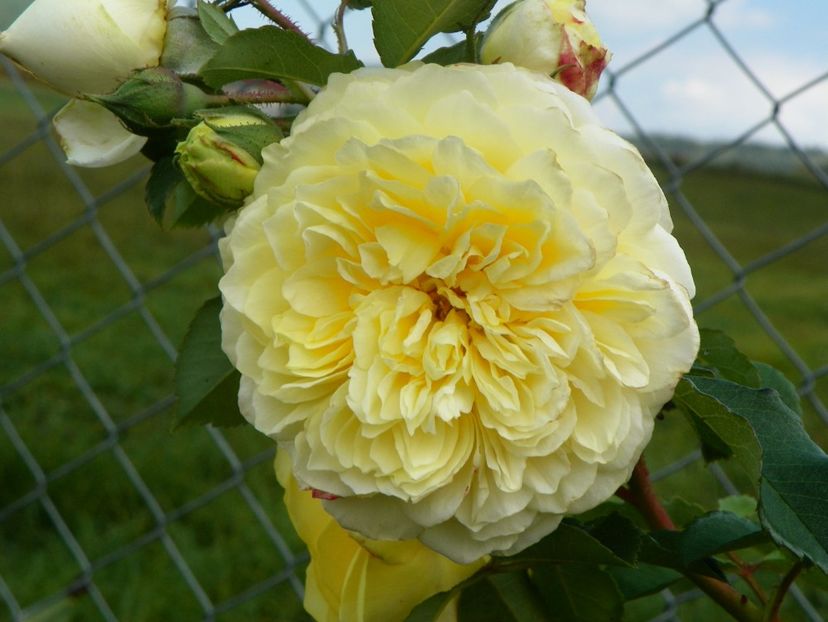 The Pilgrim - Trandafiri 2018 5