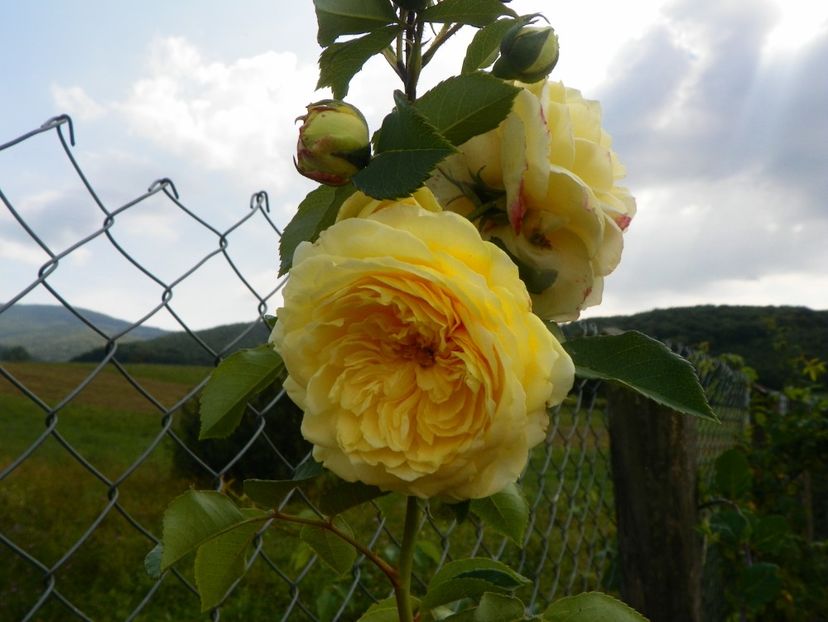 The Pilgrim - Trandafiri 2018 5