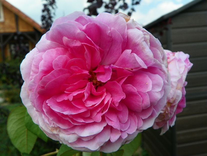 Compte de Chambord - Trandafiri 2018 5