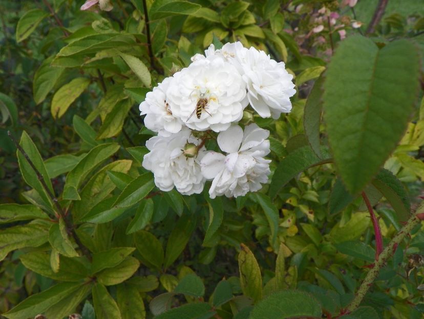 Francine Austin - Trandafiri 2018 5