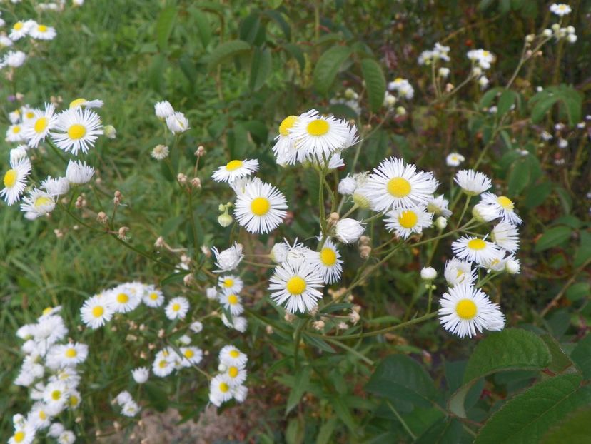 erigeron annuus - Dobarland 2018 3