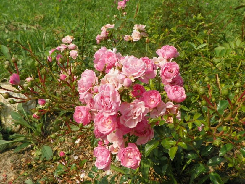 The Fairy - Trandafiri 2018 5