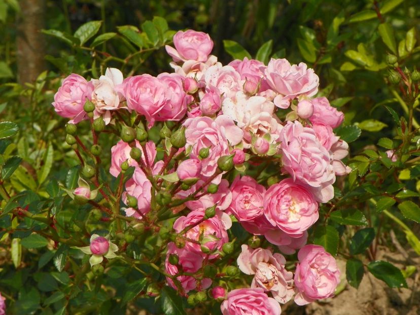 The Fairy - Trandafiri 2018 5