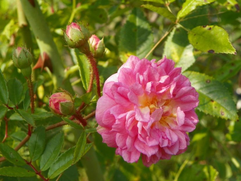 Ghislaine Feuerwerk - Trandafiri 2018 5