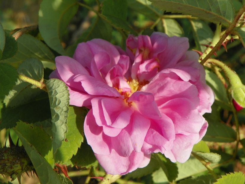 Autumn Damask - Trandafiri 2018 5