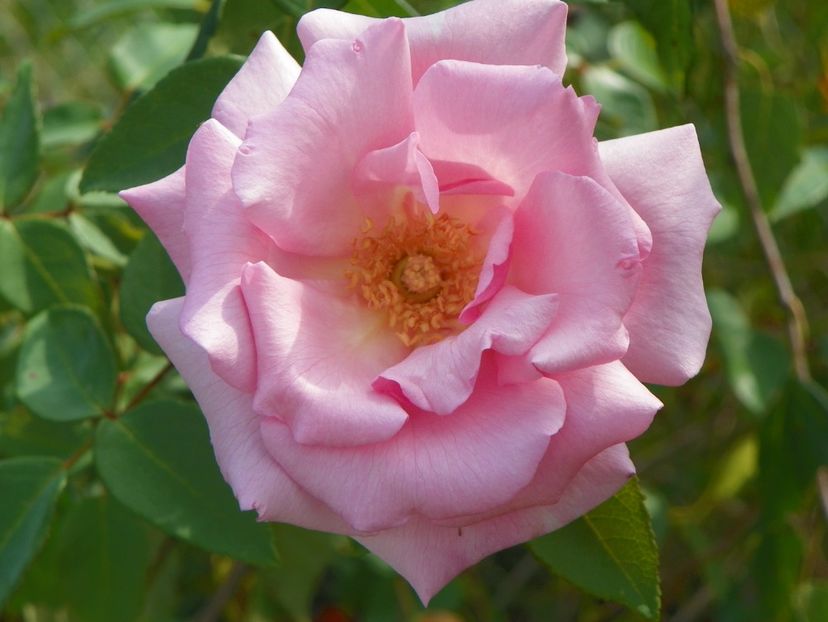 Kathleen Harrop - Trandafiri 2018 5