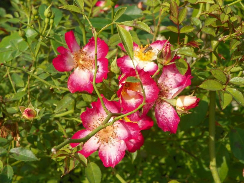 Star Profusion - Trandafiri 2018 5