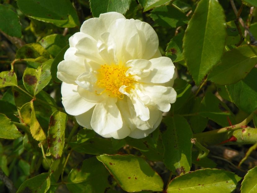 Danae - Trandafiri 2018 5