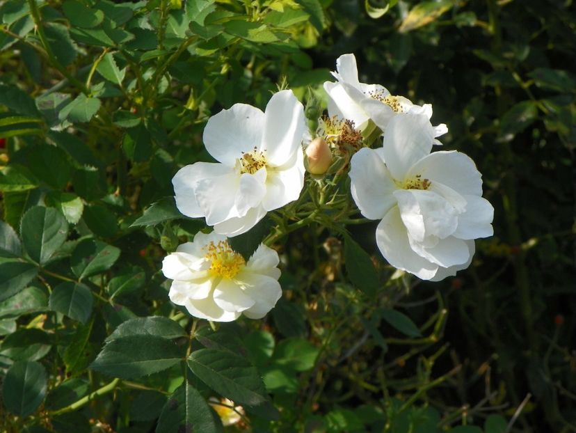 Omi Oswald - Trandafiri 2018 5