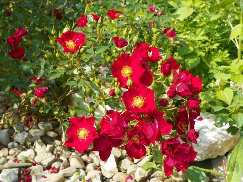 Bassino - Trandafiri 2018 5